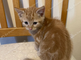 Kittens for sale