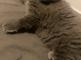 Grey long haired tabby