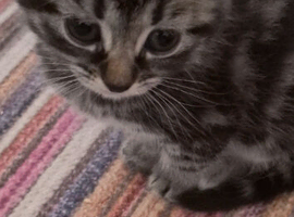 Beautiful kittens