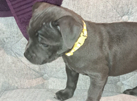 Fur baby&rsquo;s for sale