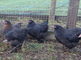 Pekin bantam pullets
