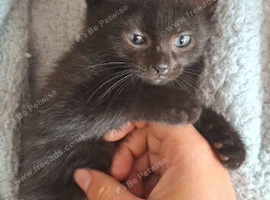 3 beautiful kittens