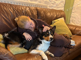 Rehome border collie boy