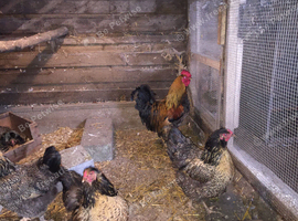 Stunning Quartet of Partridge Brahmas Available