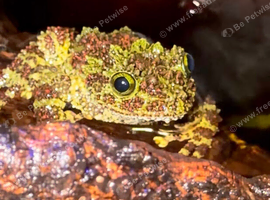 Mossy Frog For Sale Possible Female or could be Male.