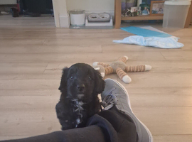 Beautiful bordoodle puppies for sale