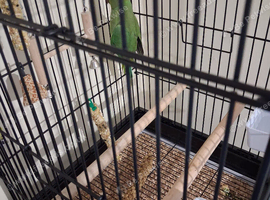 Parrot
