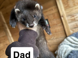5 beautiful healthy ferret babies