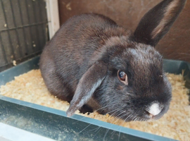 Rabbit + Cage