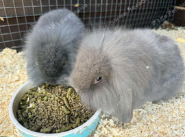 Mixed lop rabbits for sale