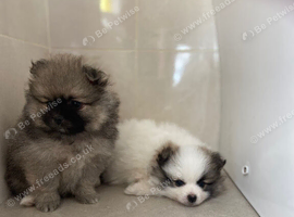 Beautiful Pomeranian Pups