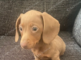 Isabella dachshund
