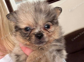 Beautiful Pomchi&rsquo;s