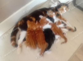 Stunning 4 kittens