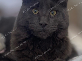 Blue maine coon female Tica Active