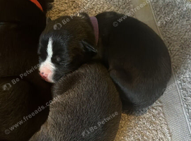 Staffordshire bull terrier x presacanario