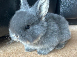 3 Baby mini lops