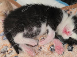 1 beautiful kitten ready in 7 weeks