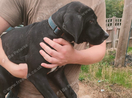 Cane corso x American bulldog puppy