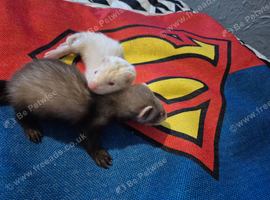 2 ferrets and a new cage