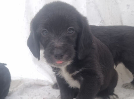 2 male black n white