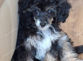 Papillon x Toy poodle x 2 females