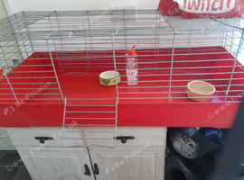 2 baby Peruvian guineapigs