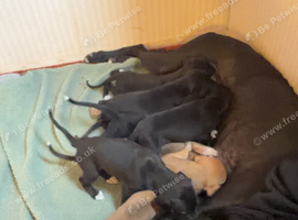 Sulki whippet collie greyhound