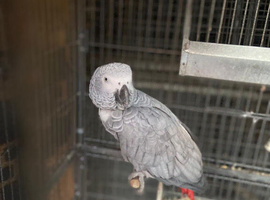 African grey for rehoming