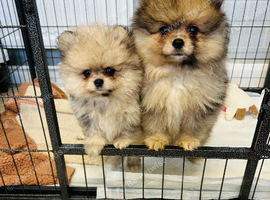 Tiny Pomeranians Puppies