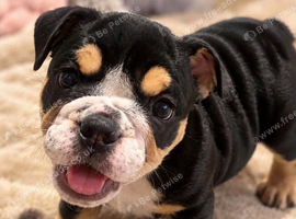 ONLY ONE FEMALE ENGLISH BULLDOG PUPPY LEFT!