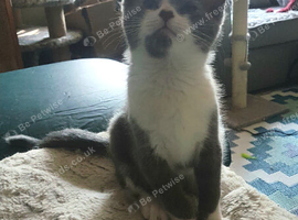 Philip the cat