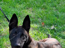 Dutch shepherd  dog for sale
