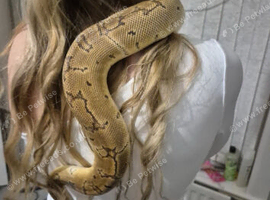 Female pinstripe clown