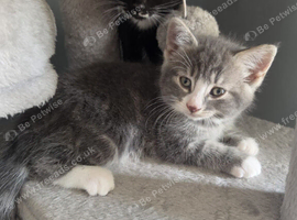 3 kittens ready to go.