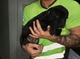 Staffys
