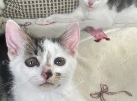 Sweet boy kittens waiting for new homes