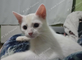 White with ginger tail kitten for sale