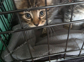 kitten