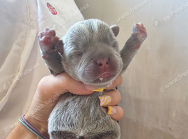 Puppies