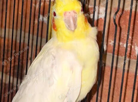 Lovely hen