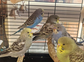 Beautiful baby budgies