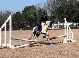 Cracker 11h 5 year old gelding