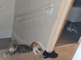2 tabby mixed and 1 black n white