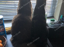 2 cats need a home