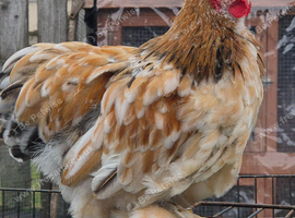 Pekin bantam cockeril