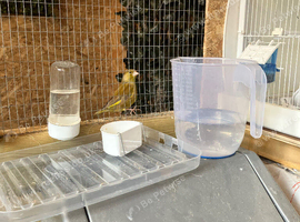 Greenfinches