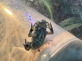 Baby Fire Bellied Toads