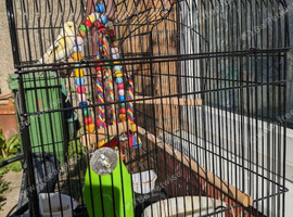 pair of young canaries with cage plus accessories