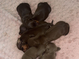 Beautiful Miniature Daschaunds